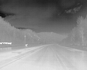 Thermal Imaging for Large Animal Detection to Help Reduce Wildlife Vehicle Collisions